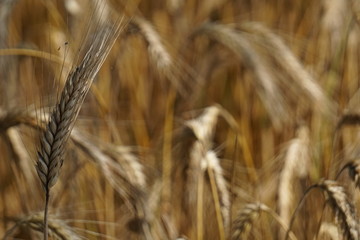 ripe ear of rye on blurred background

