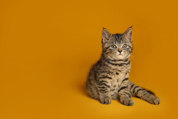 Obraz premium Cute tabby kitten on yellow background, space for text. Baby animal