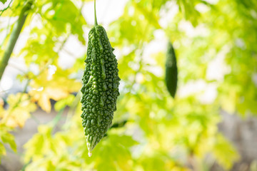 ゴーヤと緑のカーテン