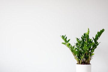 houseplant in pot and copy space over white background