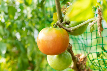 赤くなりかけのトマト 家庭菜園