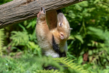 Southern Anteater tamandua tetradactyla