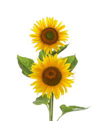 Fototapeta premium Beautiful bright blooming sunflowers on white background