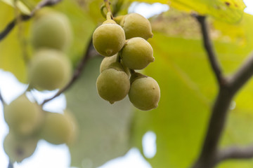 Fruit of young Magnolia Kobus