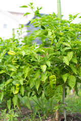 家庭菜園で育てたピーマン