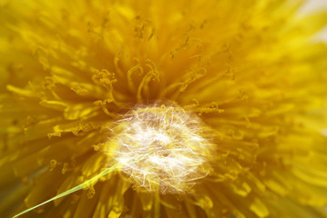 mature dandelion flying seeds