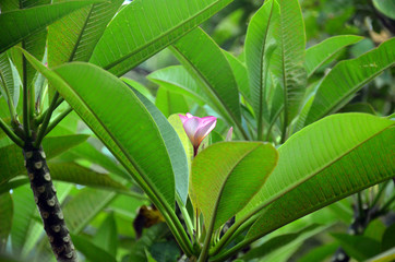 frangipani flower Blooming