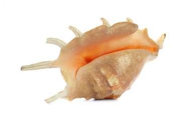 Beautiful exotic sea shell isolated on white