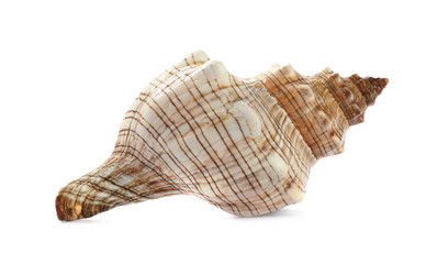 Beautiful exotic sea shell isolated on white