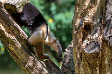Southern Anteater tamandua tetradactyla