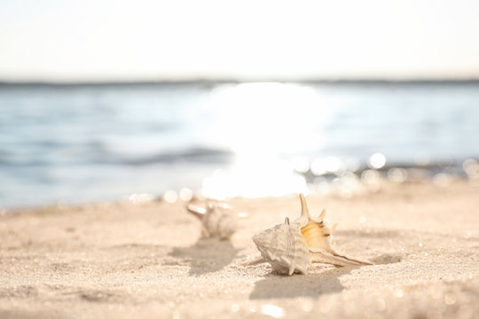Beautiful sea shells on sandy beach. Space for text