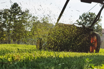 Mowing grass flies from the lawn mower.