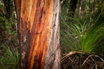 eucalyptus bark texture
