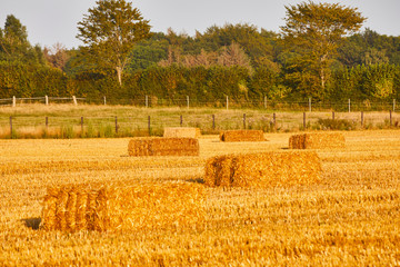 Fototapeta premium strohballen