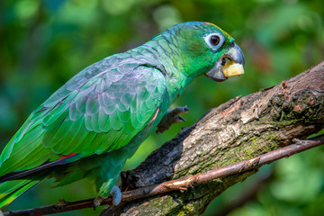Obraz premium Orange-Winged Parrot, Amazona amazonica