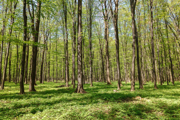 Spring green forest in the a sunlight