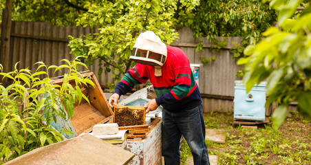 Beekeeper holding a frame of honeycomb
