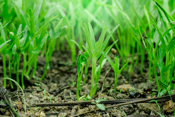 Green vegetables garden on backyard, Morning glory plot, Small of trees