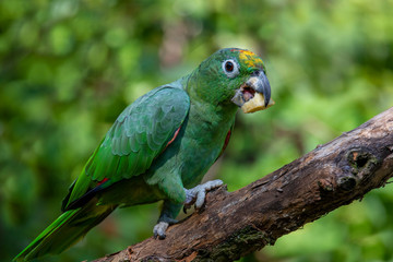 Orange-Winged Parrot, Amazona amazonica