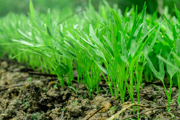 Green vegetables garden on backyard, Morning glory plot, Small of trees