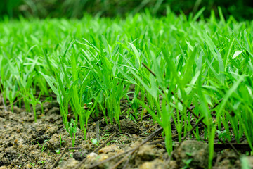 Green vegetables garden on backyard, Morning glory plot, Small of trees