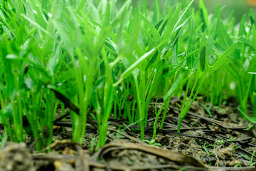 Green vegetables garden on backyard, Morning glory plot, Small of trees