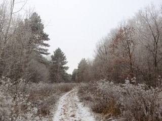 road in winter forest