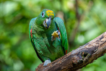 Orange-Winged Parrot, Amazona amazonica