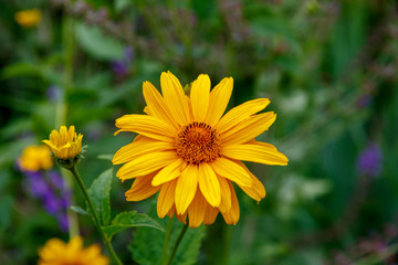 Blooming flower in the garden