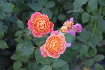 walk in the Park early in the morning