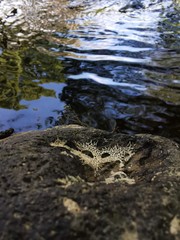 stones in water