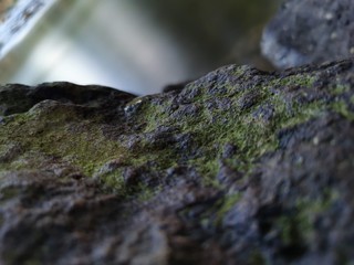 moss on rock