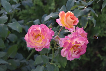 walk in the Park early in the morning