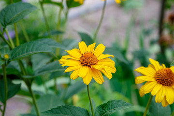 Blooming flower in the garden