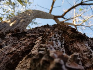 Fototapeta na wymiar tree trunk