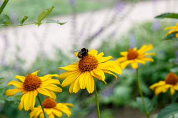 Blooming flower in the garden