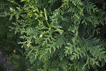 walk in the Park early in the morning