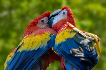 Parrots: scarlet macaw (Ara macao) 