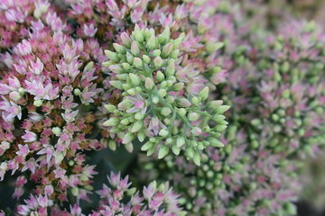 walk in the Park early in the morning