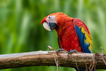 Parrots: scarlet macaw (Ara macao) 