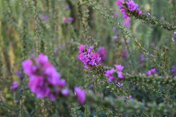 walk in the Park early in the morning