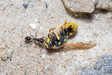 Messor Barbarus harvester ant dragging the body of a dead wasp