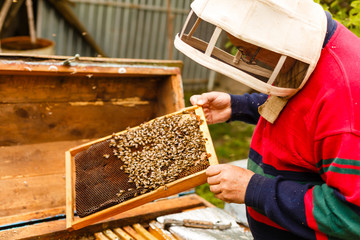 Beekeeper holding a frame of honeycomb