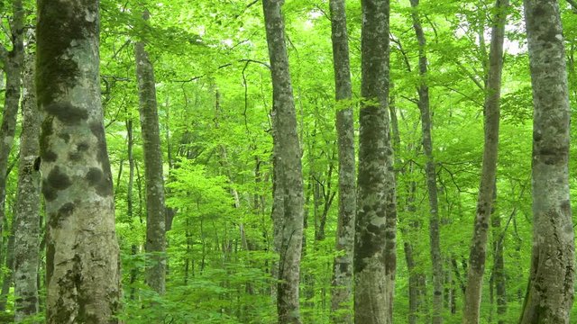 白神山地岳岱のブナ林の景観