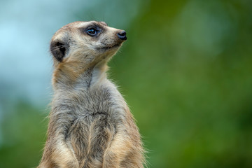 Portrait of Meerkat Suricata suricatta, African native animal, small carnivore.