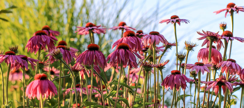 Purpurfarbener Echinacea als Banner