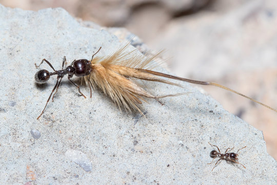 Messor Barbarus harvester ant dragging a huge seed on a concrete floor