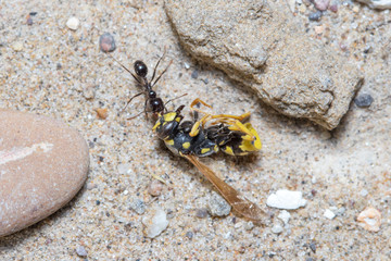 Messor Barbarus harvester ant dragging the body of a dead wasp