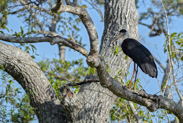 Woolly-necked Stork - Ciconia episcopus, large stork for Asian swamps and woodlands, Sri Lanka.