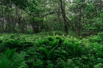 Green forest with trees and ferns